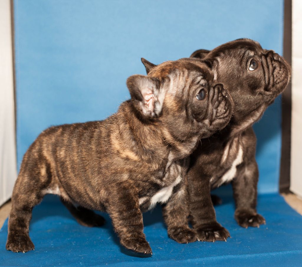 Chiot Bouledogue français d'Apollon Grab